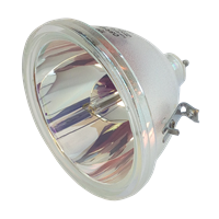 CLARITY WILDCATS Lampe ohne Modul